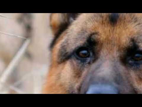 Видео: Песня про немецкую овчарку