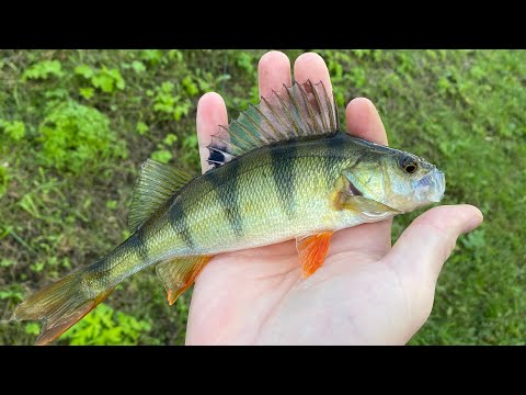 Видео: ОСЕННЯЯ РЫБАЛКА НА МИКРОДЖИГ. ПЕТРОПАВЛОВСКАЯ КРЕПОСТЬ 