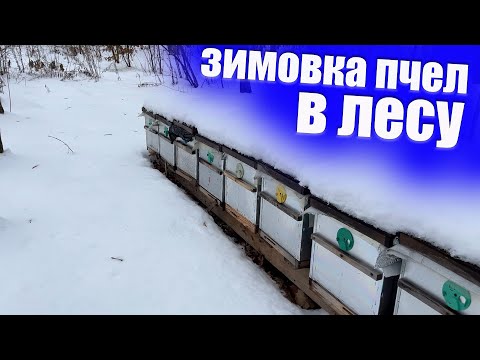 Видео: Как проходит зимовка пчел. Когда кормить, чем кормить пчел медом или канди