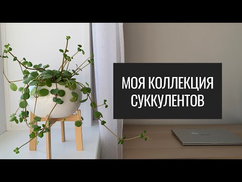 Видео: Моя Коллекция Суккулентов