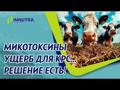 Видео: Микотоксины - ущерб молочному животноводству. Как можно противодействовать?