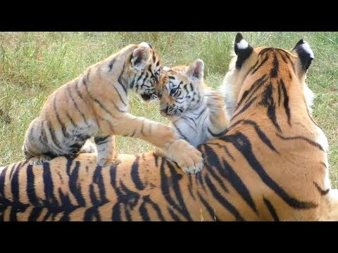 Видео: Тигриное детство в Тайгане - Фрося и малыши. Тигры. Tigress Frosya and cubs. Taigan.