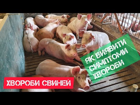 Видео: Хвороби свиней. Як виявити симптоми хвороби поросят.