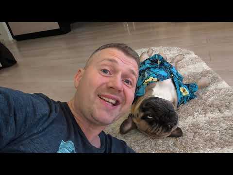 Видео: Торопитесь! #французскийбульдог #собака #собакаприколы #бульдоги #frenchbulldog #funnydogvideos #dog