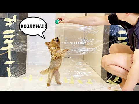 Видео: ЗЛОЙ ПЁС vs НЕВИДИМАЯ СТЕНА !