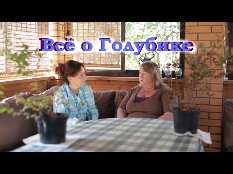 Видео: Всё о Голубике I Сад Людмилы Кудасовой