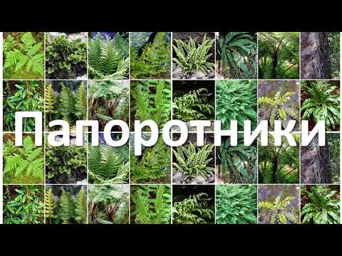 Видео: 18. Папоротники (6 класс) - биология, подготовка к ЕГЭ и ОГЭ 2020