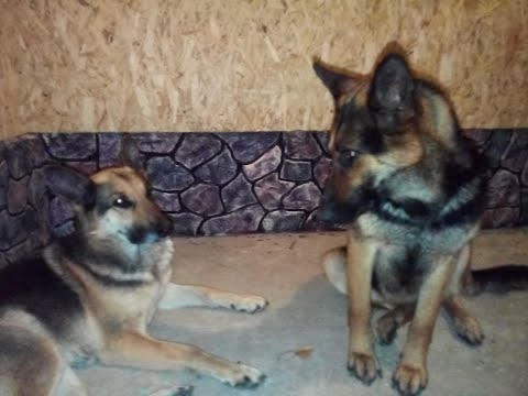 Видео: Цоколь и углы дома из плиточного клея .Декоративный камень . Бюджетный вариант отделки фасада / DIY