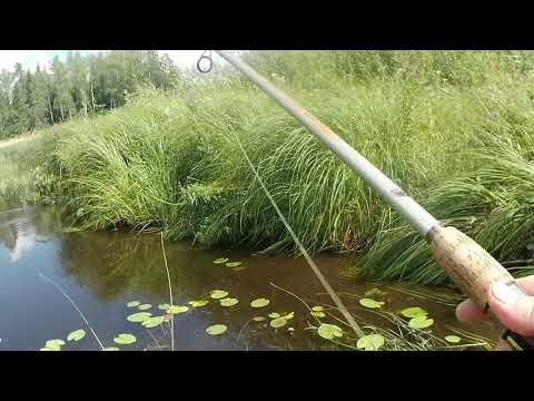 Видео: Рыбалка в Новгородской области по протокам реки Ситница (часть 1)