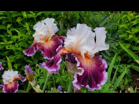 Видео: Ирисы. Самые красивые сорта. Irises. The most beautiful varieties.