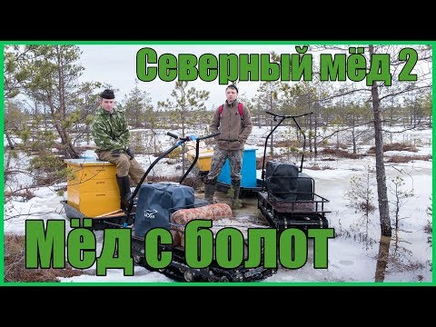 Видео: Мёд с болот | Северный мёд 2