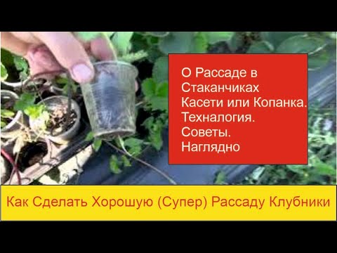 Видео: Как Сделать Хорошую (Супер) Рассаду Клубники в Стаканчиках, Кассете или Копанку.