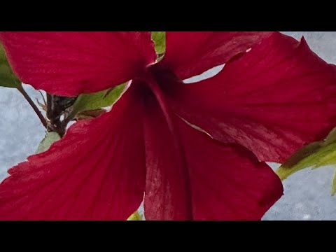 Видео: Сменила имидж. / Поменяли резину. / 01.11.25. 