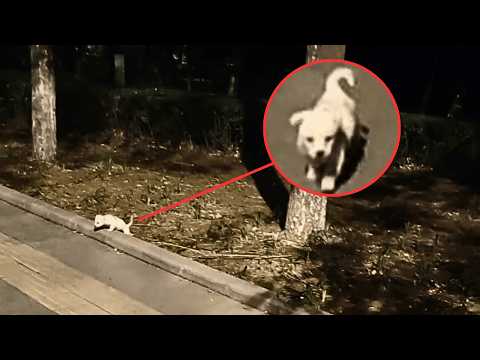 Видео: Во время прогулки с собакой я заметил худого щенка в траве, он всё время шёл за мной, желая домой.