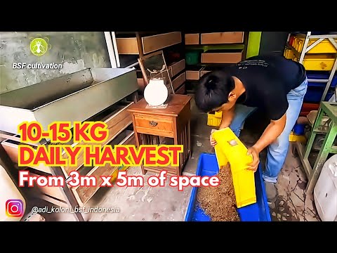 Видео: БЛЕСТЯЩЕ!!! Небольшое и эффективное место для выращивания черной львинки...