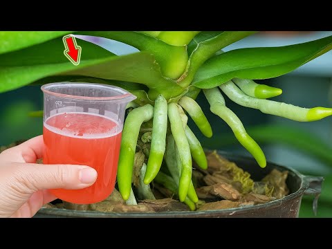 Видео: Самое мощное органическое удобрение! Корней становится больше, а орхидеи цветут за одну ночь!