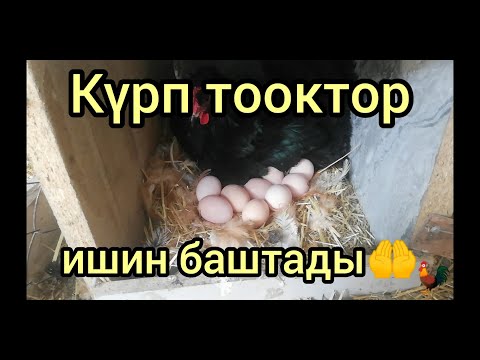 Видео: Боорум ооруп жаткырдым. Бирок ишенбей турам буларга.