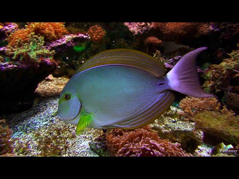 Видео: Ленинградский зоопарк. Подводный мир (2021)