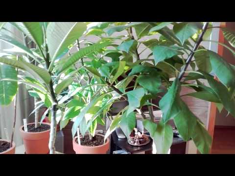 Видео: Плюмериям из семян 1 год.