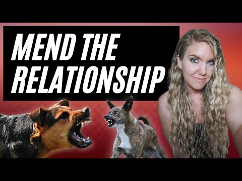 Видео: Устранение агрессии между собаками, живущими в одном доме