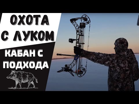 Видео: ОХОТА с ЛУКОМ на кабана с подхода