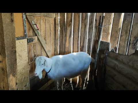 Видео: Чтобы не остаться без козла в хозяйстве...