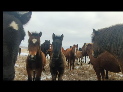 Видео: Жеребята ещё в табуне.| Донская лошадь самая выносливая среди всех пород.