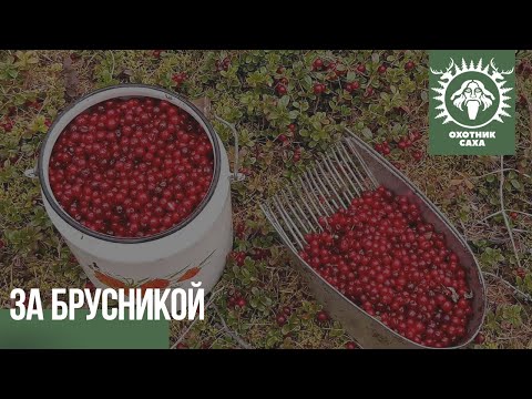 Видео: За брусникой