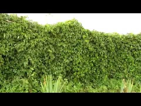 Видео: Дача. Живая изгородь из бирючины и партеноциссуса вместо забора.