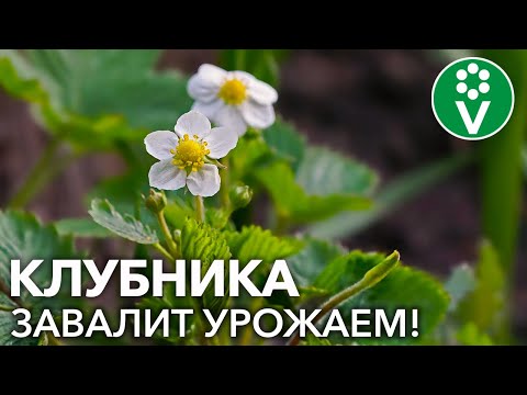 Видео: КЛУБНИКА ЗАЦВЕТАЕТ: СРОЧНО ПОЛЕЙТЕ ЕЕ ЭТИМ для крупных и сладких ягод!