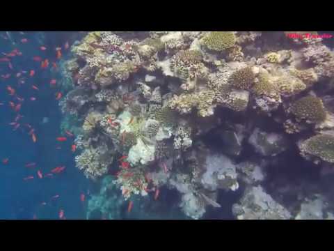 Видео: Снорклинг в Красном море/Snorkeling in the Red Sea