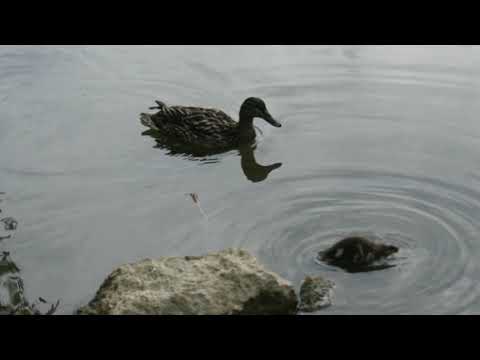 Видео: Абрахам-Хикс. Что бы мы делали утром.