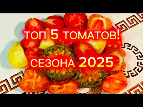 Видео: Вкуснее помидоров не пробовала!❤️ Они навсегда!😍 Лучшие сорта сезона 2025!👍
