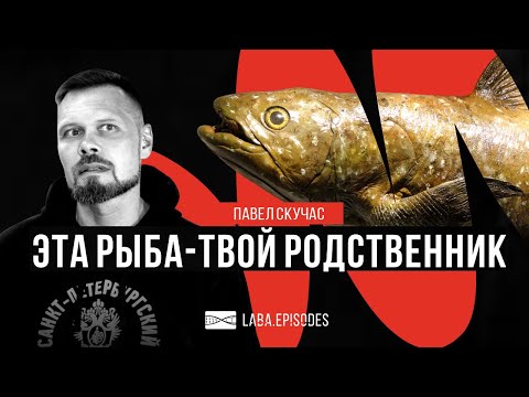 Видео: Латимерия - икона эволюции и родственник человека. #LabaEpisodes. Павел Скучас