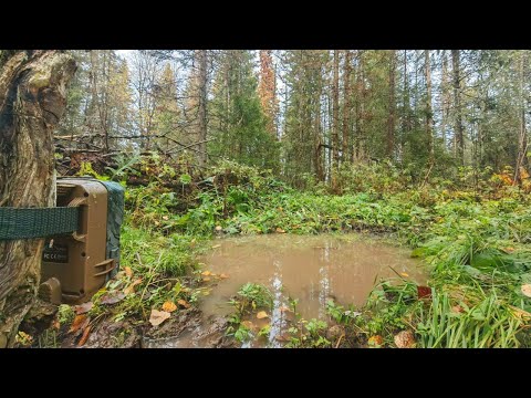 Видео: К маленькой лесной ЛУЖЕ вело множество следов! Оставил Фотоловушку и вот кто пришел!