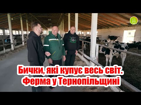 Видео: Бички, які купує весь світ. Ферма у Тернопільщині