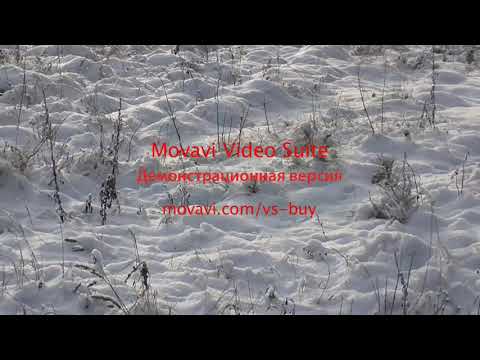 Видео: белорусский гончак