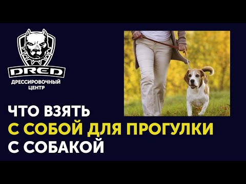 Видео: Прогулка с собакой | Как гулять | Что взять с собой на прогулку | Почему собака тянет поводок