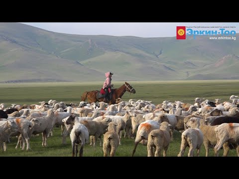 Видео: Нарын жана Ат-Башы районунун малчыларынын жайыт талашы