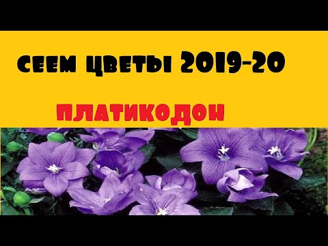 Видео: Сеем цветы! Декабрь. Посев платикодона.