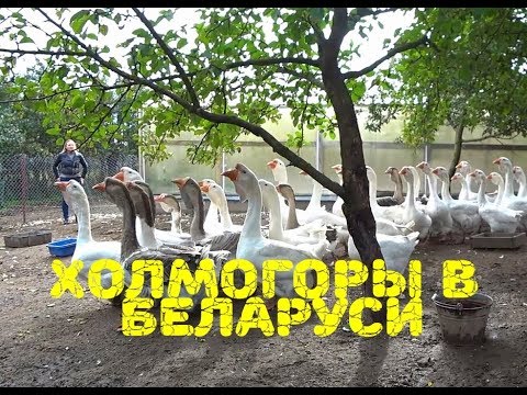 Видео: Как мы за холмогорами ездили