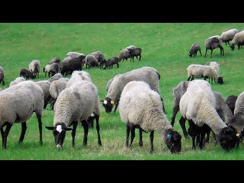 Видео: Овцеводство. Романовские овцы. Из 20 за 2 года 100