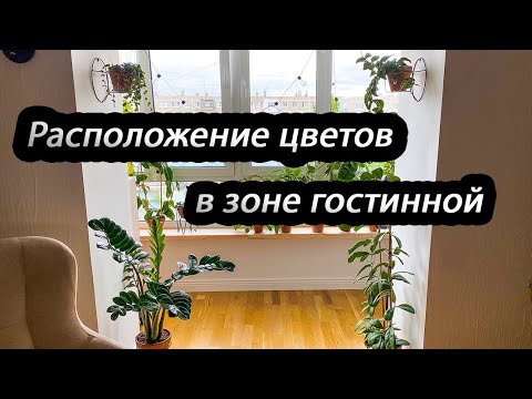 Видео: Расположение цветов в зоне гостинной