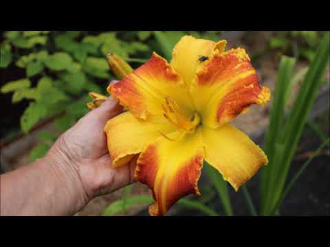 Видео: Мои лилейники. Лето 2023.