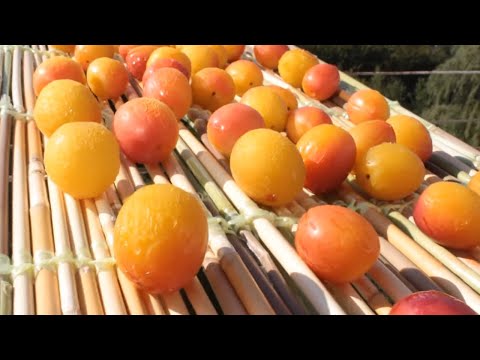 Видео: СУШЁНАЯ СЛИВА-АЛЫЧА по- Азербайджански👌ALBUXARA! How to dry plums at home in Azerbaijani