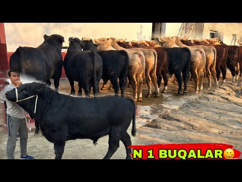 Видео: ANGUS AVLIKOL BUQALARNI CHEMPIONLARI KELDI✅✅✅11 ноября 2025 г.