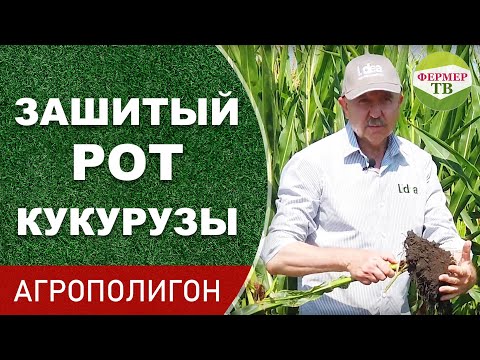 Видео: Зашитый рот кукурузы (Агрополигон)