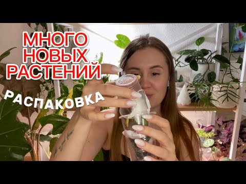 Видео: Обзор новых растений, хойи, алоказии💚