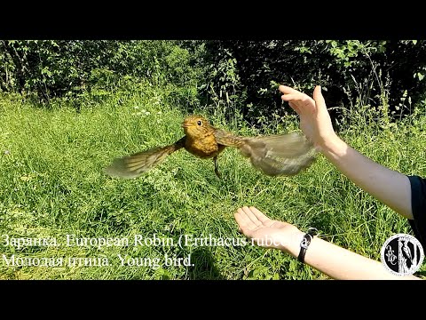 Видео: Молодые зарянки улетают с кольцом. Young robins fly away with a ring.