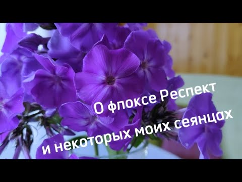 Видео: О флоксе Респект и некоторых моих сеянцах #флоксы